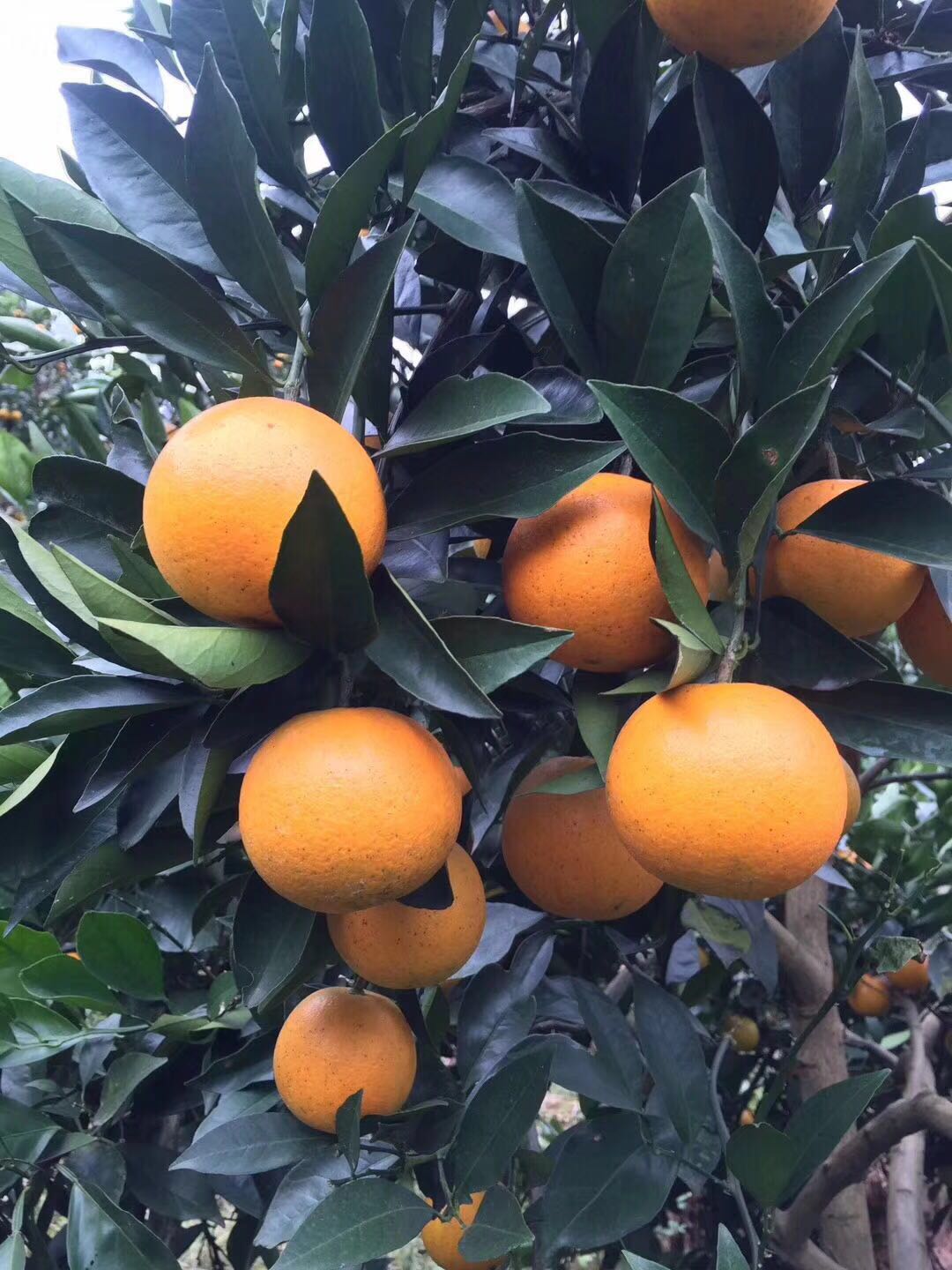 麻阳冰糖橙直销