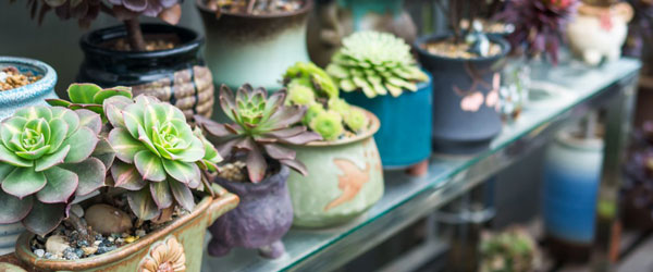 公司简介-龙岩景兴园林绿化工程有限公司