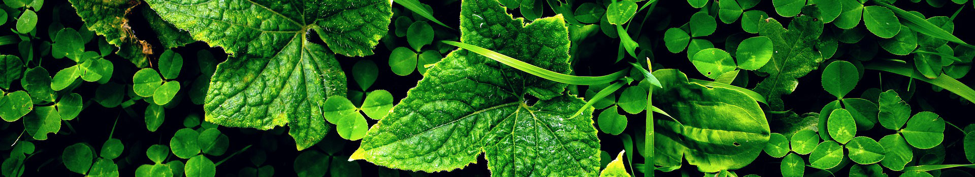 龙岩景兴园林绿化工程有限公司