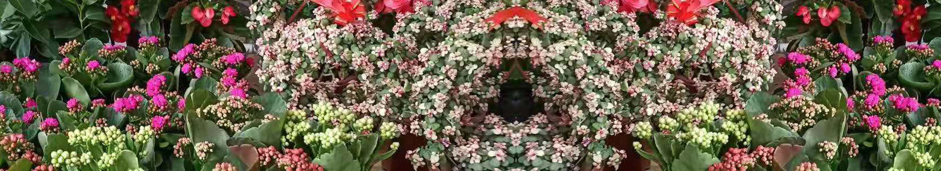 龙岩景兴园林绿化工程有限公司