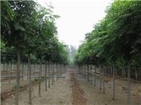 博野县鑫荣苗圃场