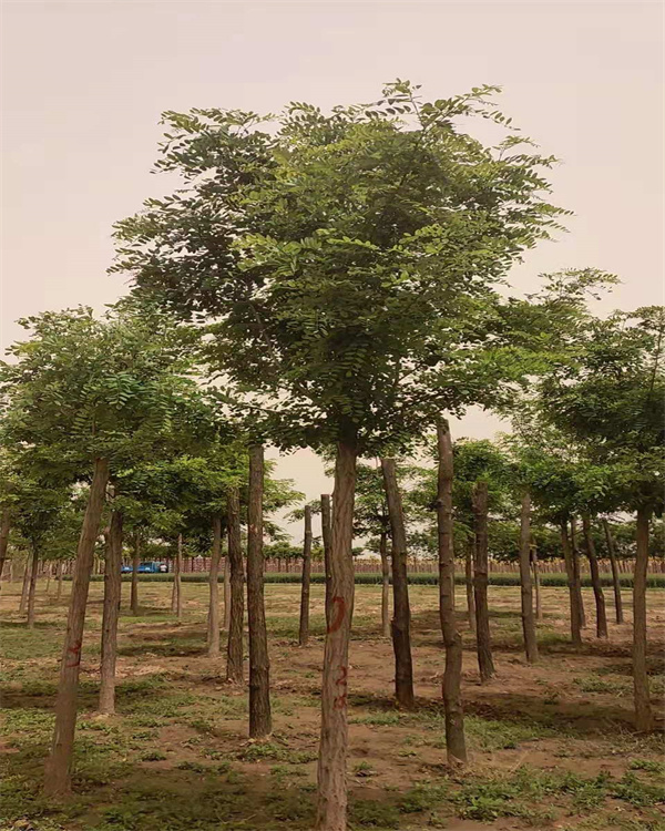 河北刺槐价格批发