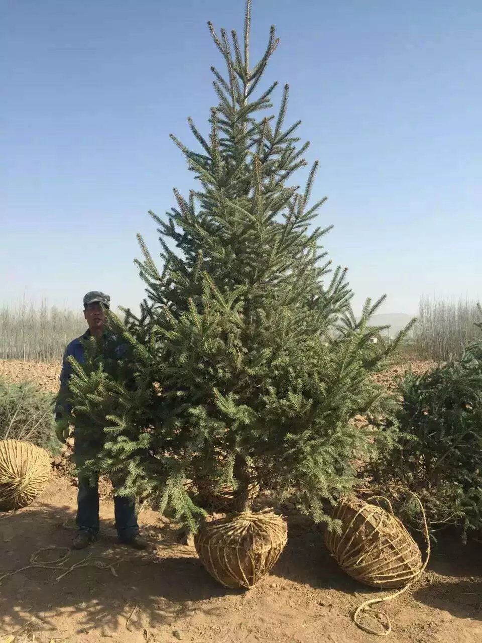 甘肃云杉供应商