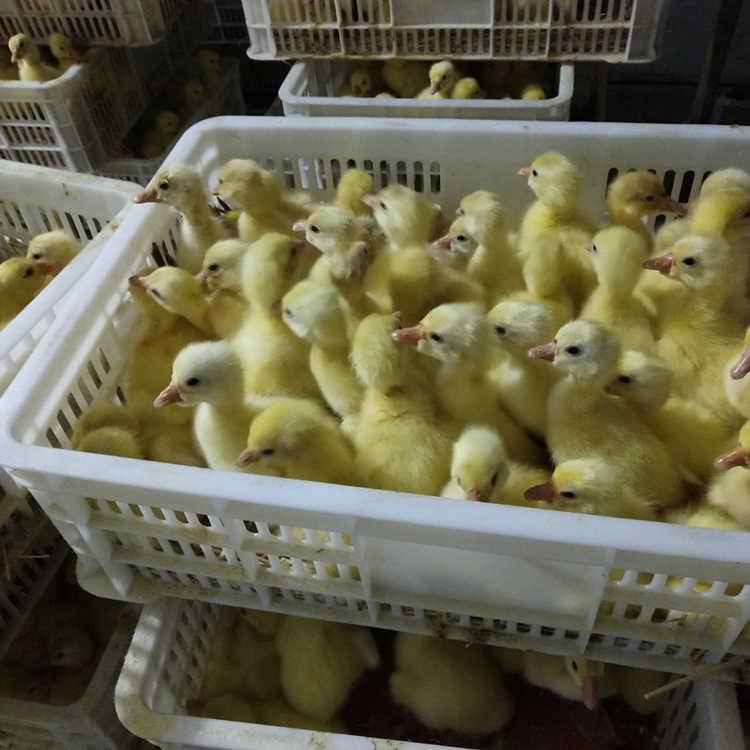 河南鹅苗价格批发