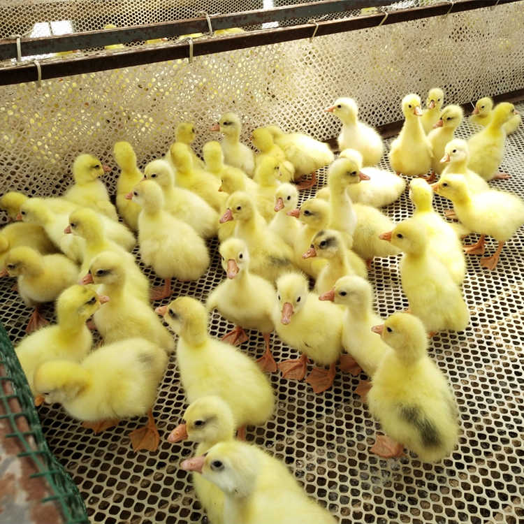 河南鸭苗价格批发