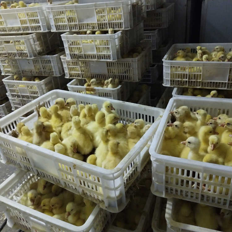 河南鸡苗价格批发