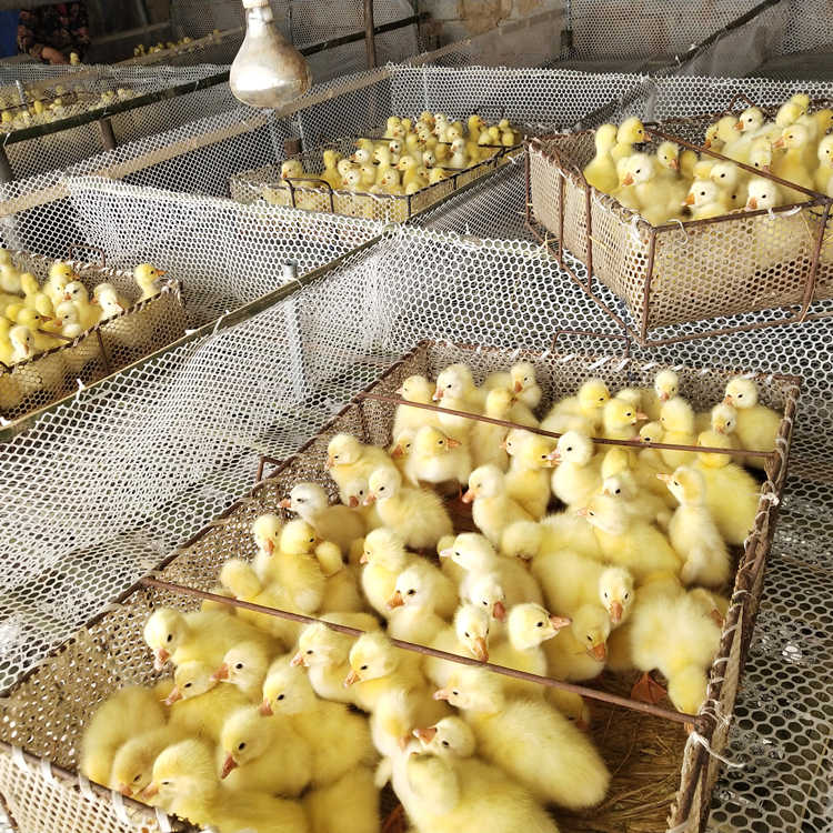 宜春白鹅苗供应