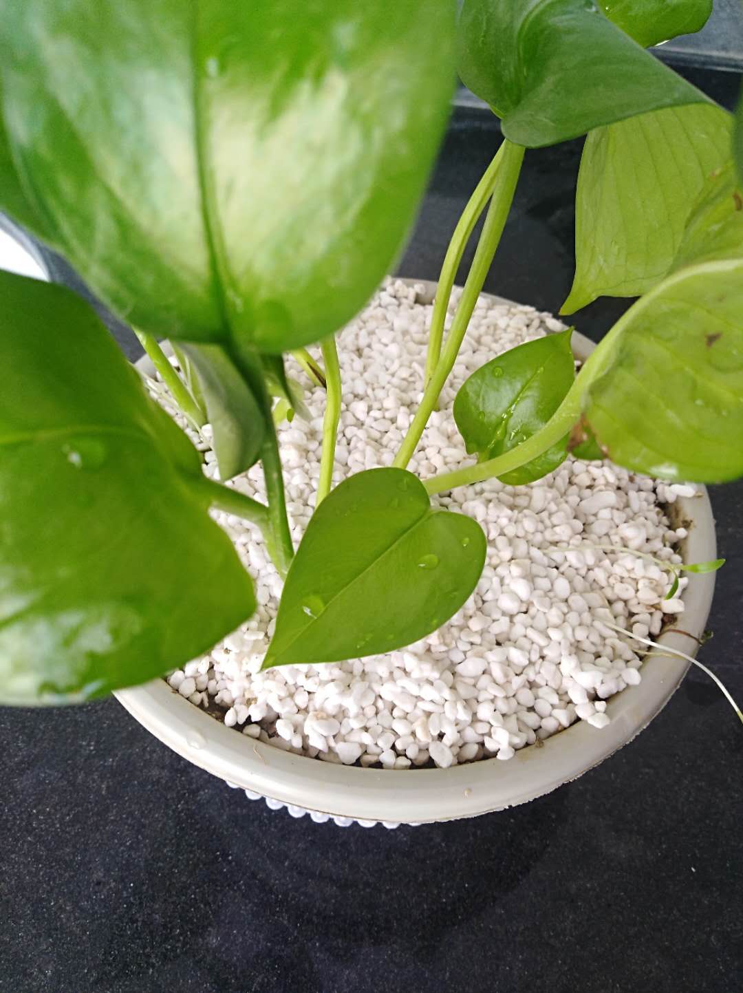 河南基质珍珠岩批发