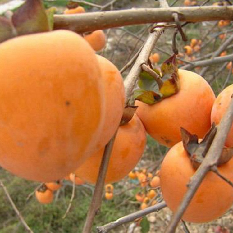 山东磨盘柿子苗批发