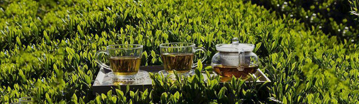 龙岩源韵茶叶帮您分类福鼎白茶,芽上茗白茶