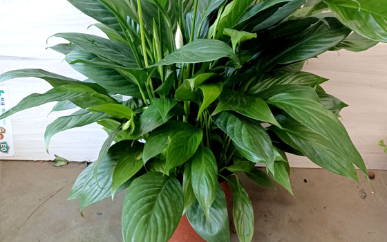 龙岩园林绿化_白掌