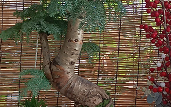 龙岩花卉租摆_澳洲杉