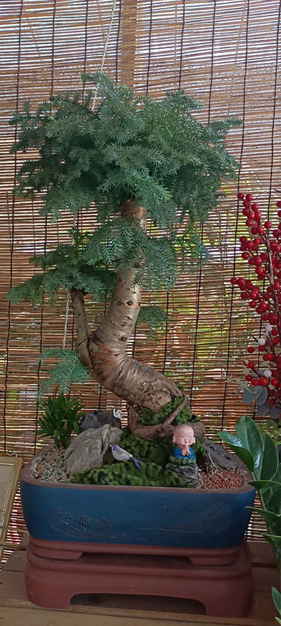 龙岩花卉租摆_澳洲杉