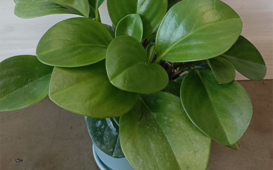 龙岩花卉批发_碧玉