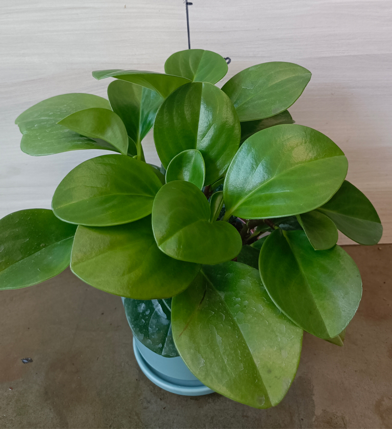 龙岩花卉批发_碧玉