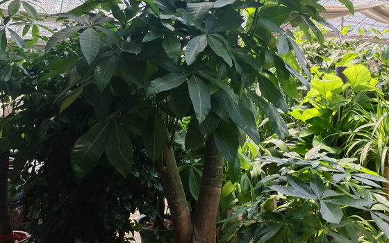 龙岩景兴园林_发财树