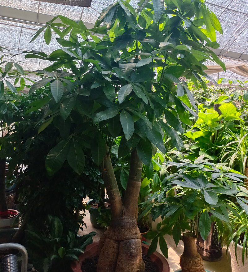 龙岩景兴园林_发财树