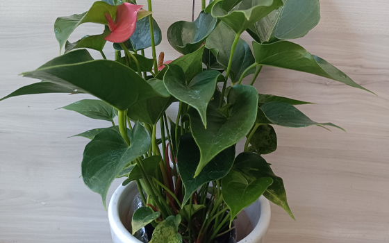 龙岩景兴园林绿化工程_粉掌