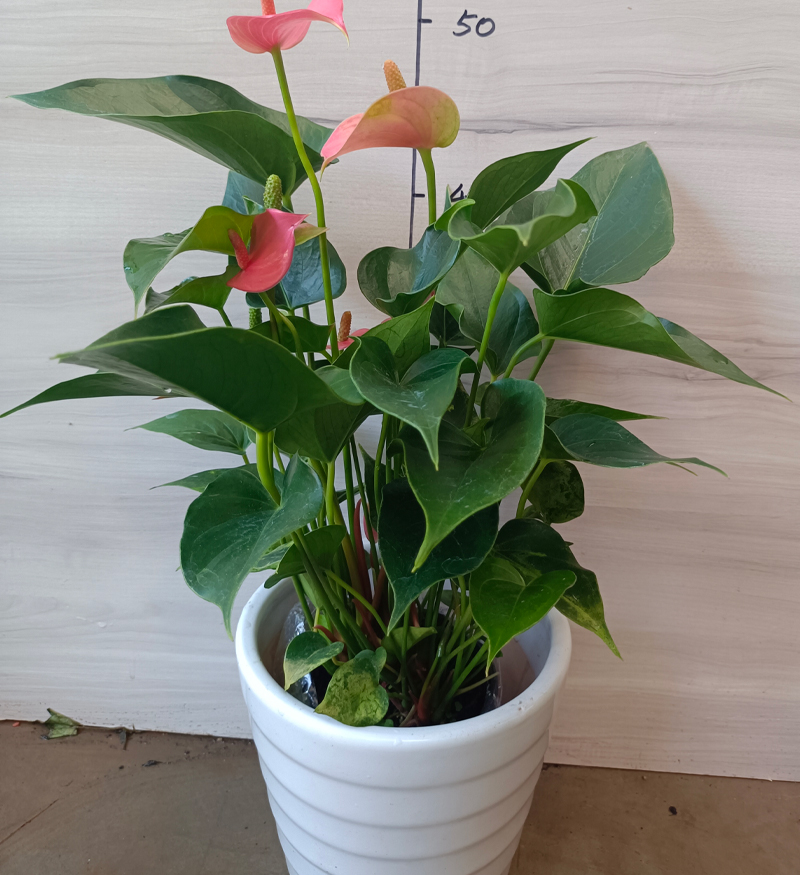 龙岩景兴园林绿化工程_粉掌