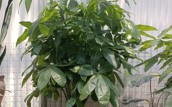 龙岩花卉批发哪家好_高杆发财树