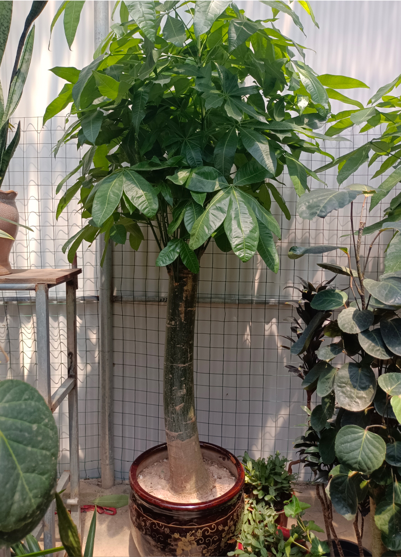 龙岩花卉批发哪家好_高杆发财树