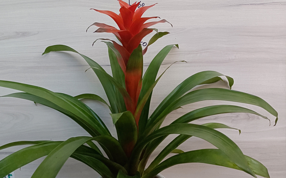 龙岩盆栽花卉_红心