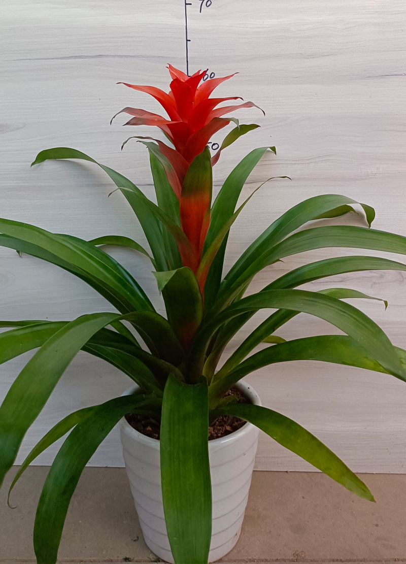 龙岩盆栽花卉_红心