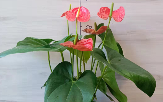 龙岩盆栽批发_红掌