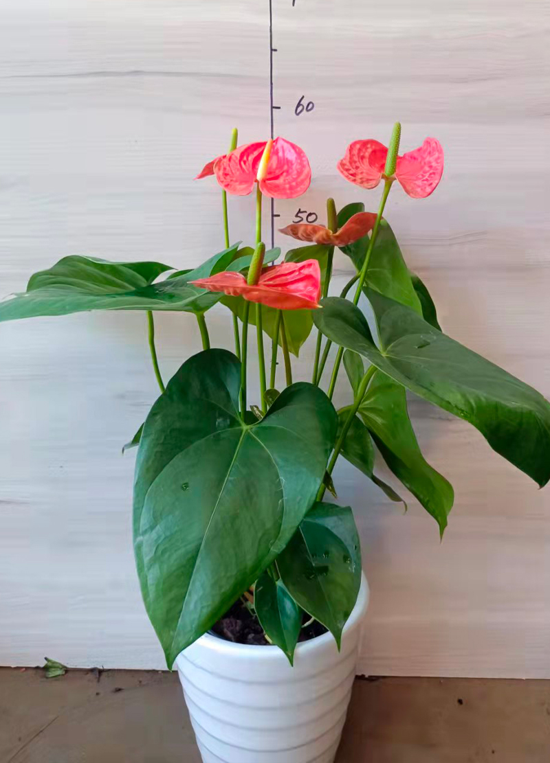 龙岩盆栽批发_红掌