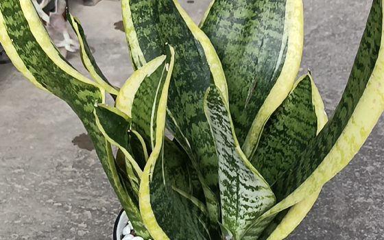 龙岩园林绿化工程_虎皮兰