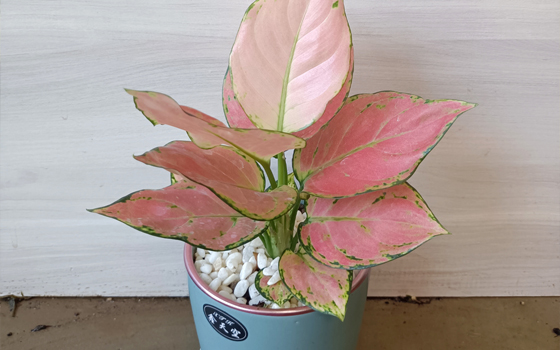 龙岩园林绿化_吉利红