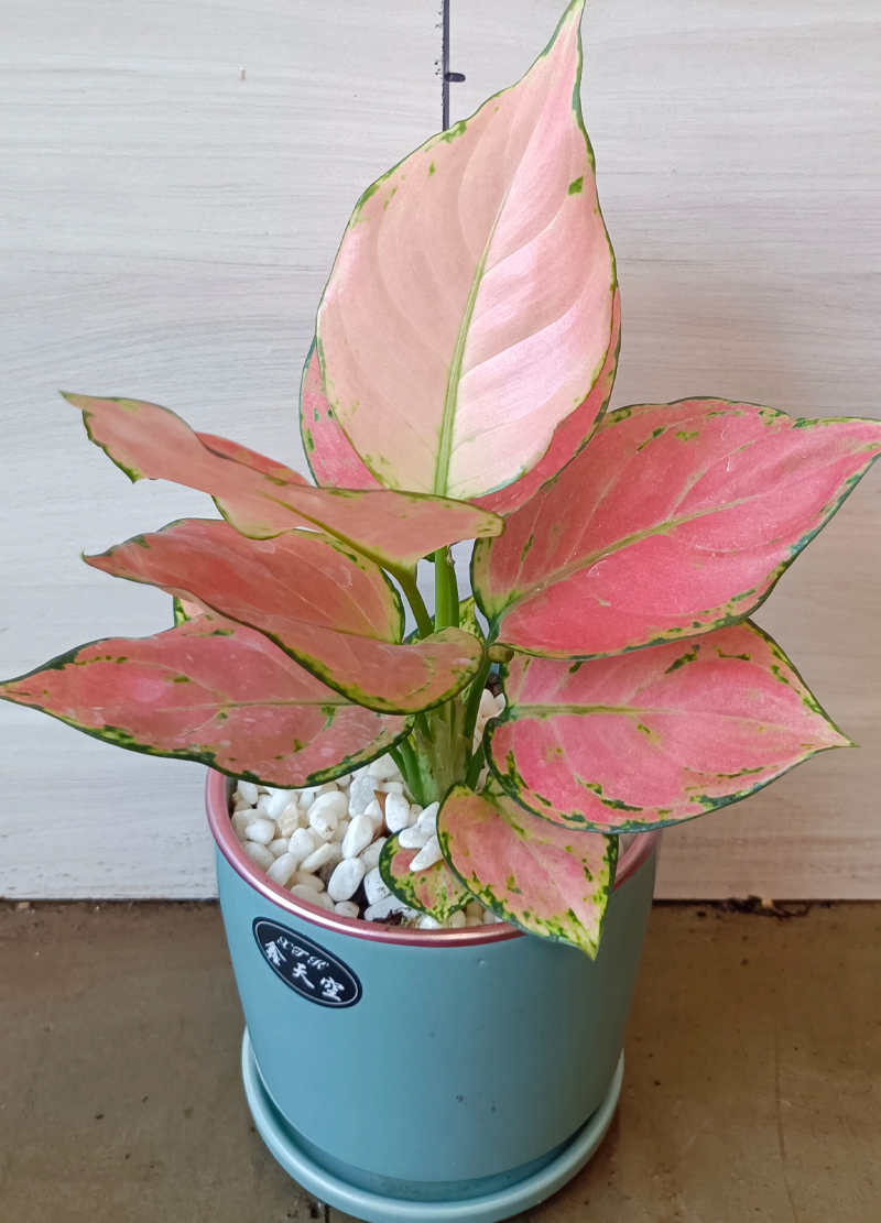 龙岩园林绿化_吉利红