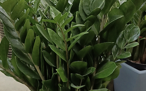 龙岩花卉租摆_金钱树