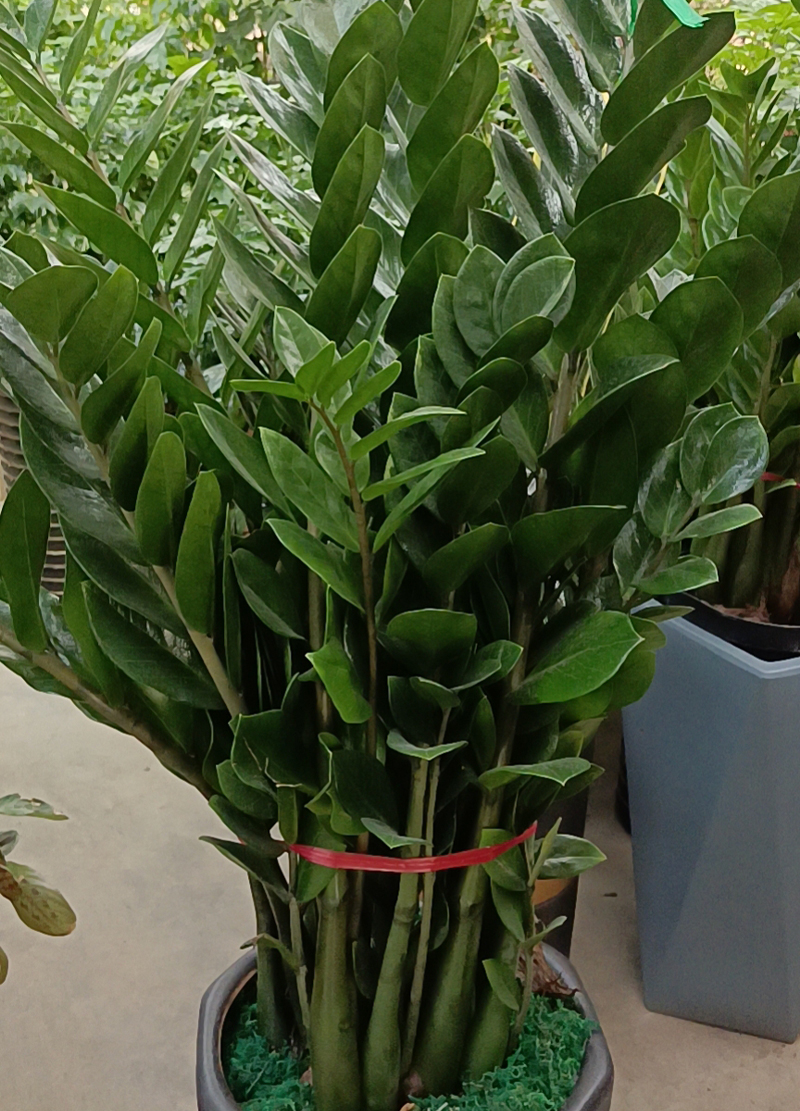 龙岩花卉租摆_金钱树