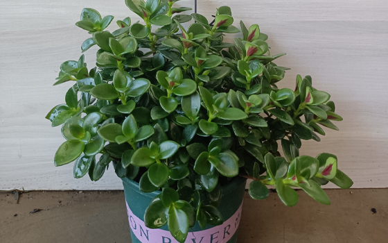 龙岩花卉批发_金鱼花