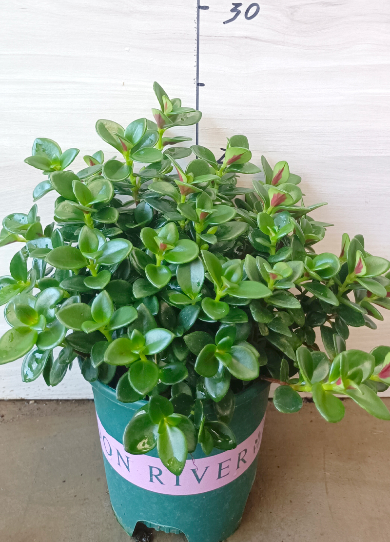 龙岩花卉批发_金鱼花