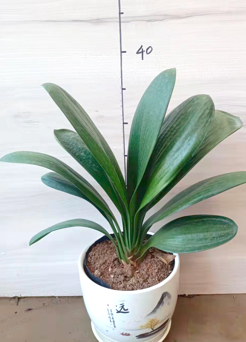 龙岩景兴园林_君子兰