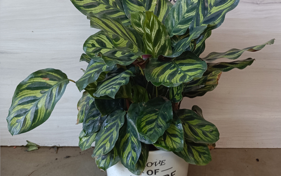 龙岩景兴园林绿化工程_孔雀竹芋