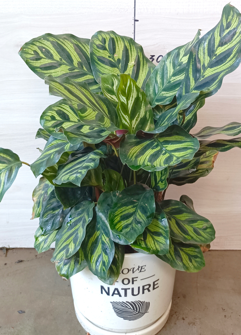 龙岩景兴园林绿化工程_孔雀竹芋