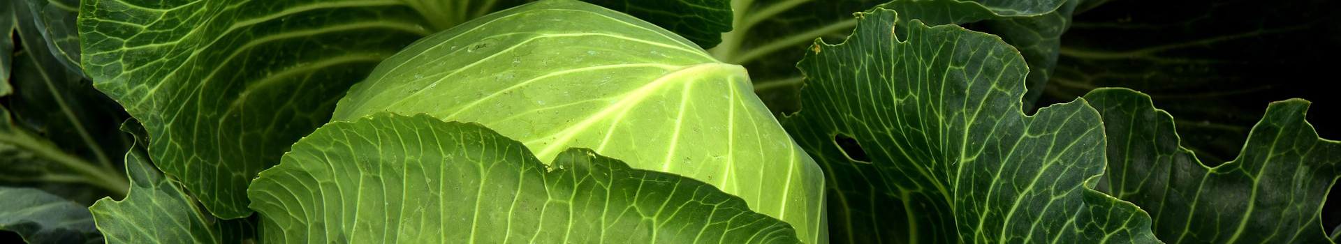 长汀县南山百绿生态农业家庭农场