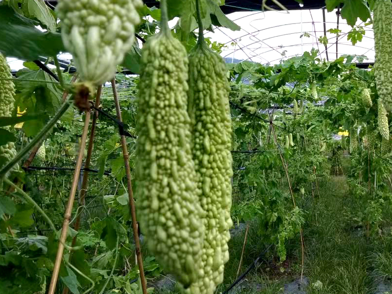 长汀正宗有机蔬菜