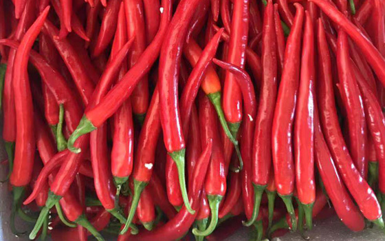 辣椒