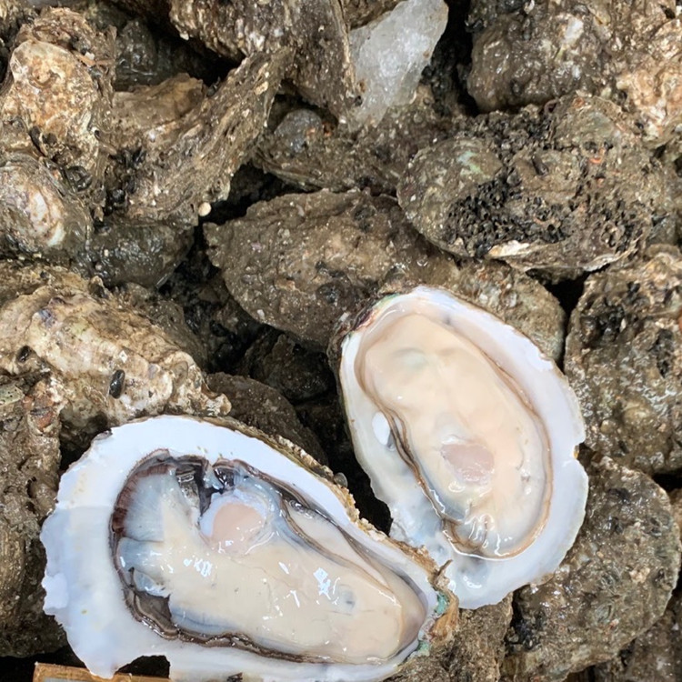 福建生蚝供应商 