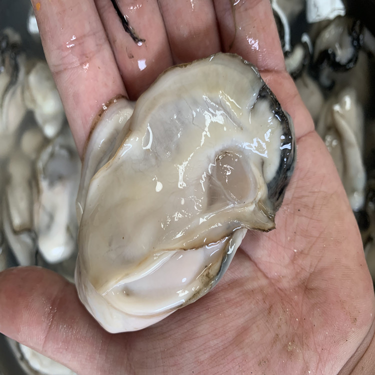 深圳生蚝供应商 