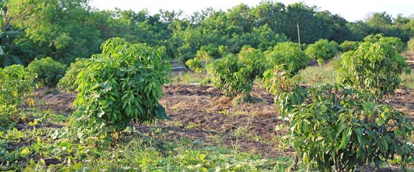 公司简介-龙岩市长汀县升平农林发展有限公司