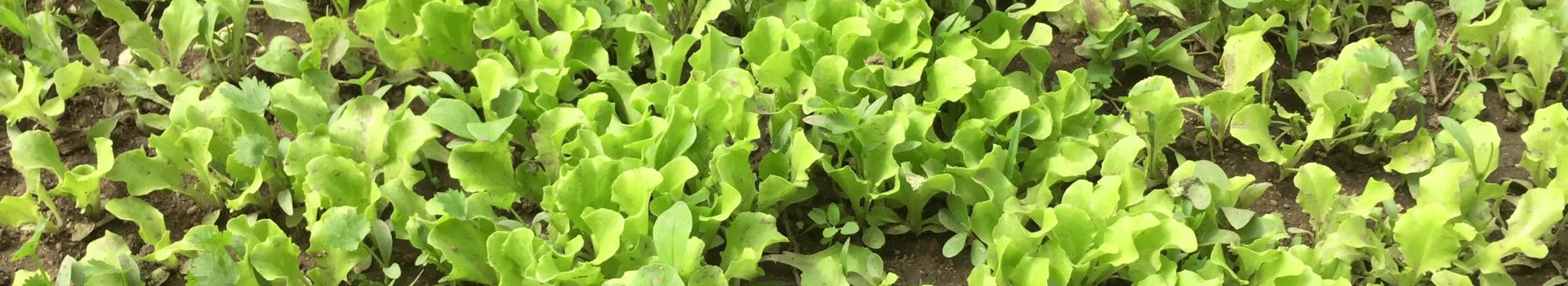 龙岩市长汀县升平农林发展有限公司