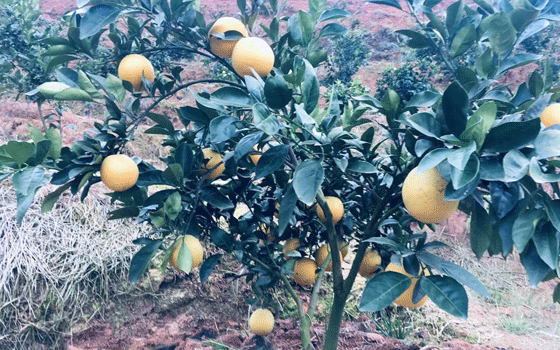 长汀果树种植基地