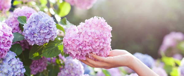 公司简介-漳州市花之韵农业科技有限公司