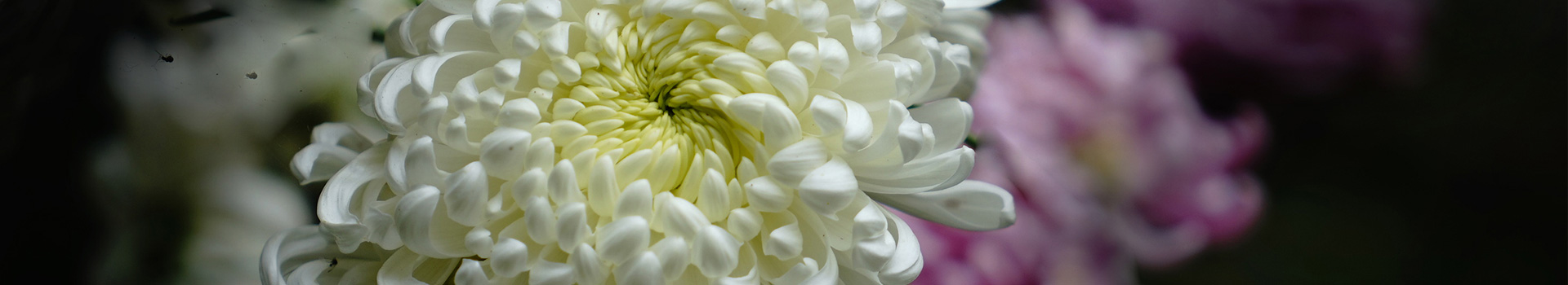 漳州市花之韵农业科技有限公司