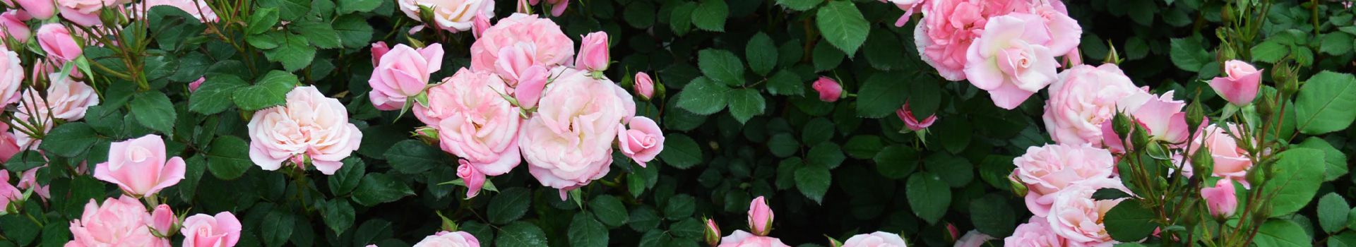 漳州市花之韵农业科技有限公司